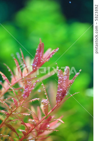 Rotara Indica 5823892