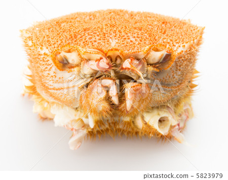 優質頭髮螃蟹白色背景 5823979
