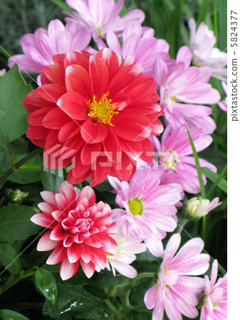 大麗花（Darinamachi）和Pot Mam（Jody Mam） 5824377