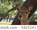 Deer 1 in Nara Park 5825241