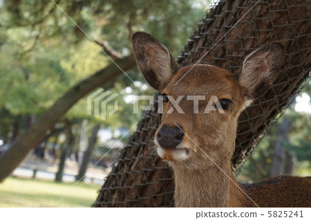 奈良公園的鹿1 5825241