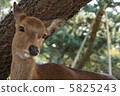 Deer 2 in Nara Park 5825243