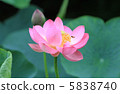 Lotus flowers and bees 5838740