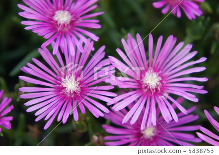 Livingston Daisy 5838753
