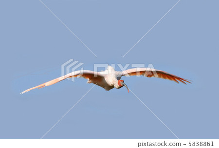 Flight of Toki 5838861