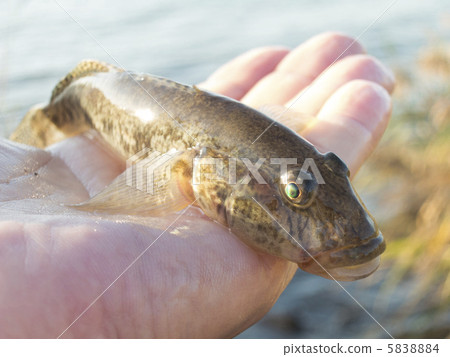 黃鰭刺鰕虎魚 黃鰭刺鰕虎魚 5838884