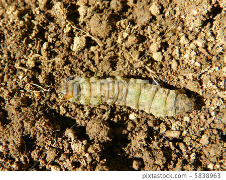 Yeast beetle (night stole) 5838963