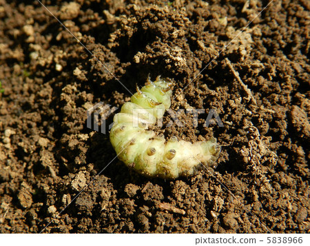 酵母甲蟲（夜間偷） 5838966