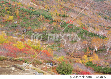 Autumnal leaves photography _ Norikura Kogen 5838970