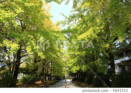 Yellow leaves gingko row trees 2012 10/30 taken Kochi Josai Park Yellow leaves gingko row trees 2012 10/30 taken Kochi Josai Park 5841552