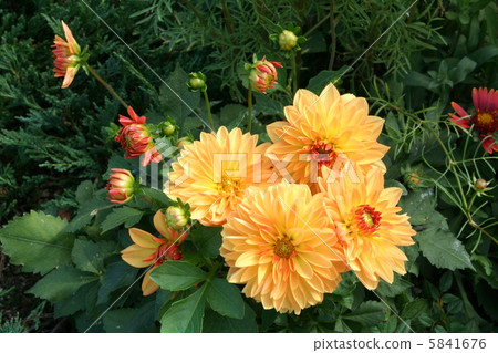 Vivid dahlia 5841676
