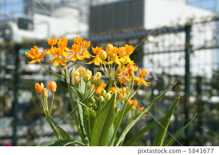 Askle earrings 5841677