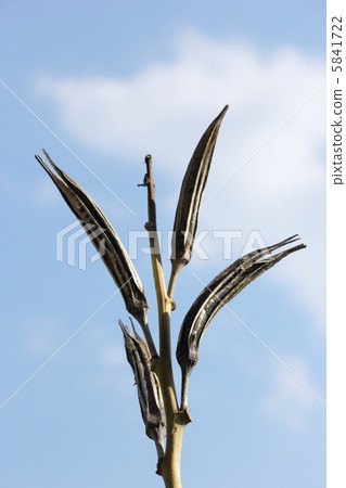 Dead okra 5841722
