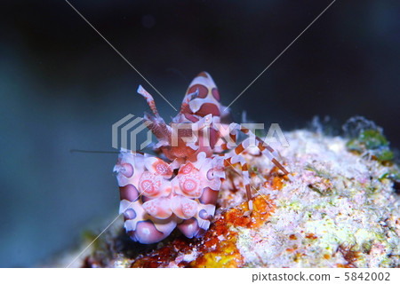 Horse deep-fried 5842002