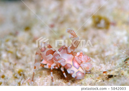 Horse deep-fried 5842003