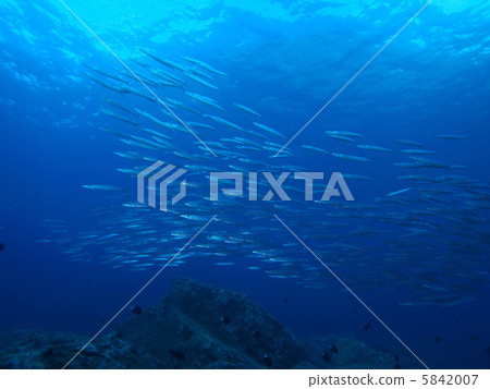 A group of camas 5842007