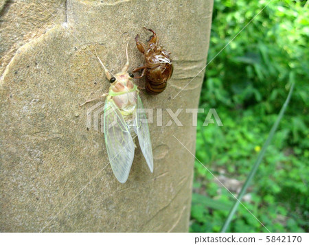 Semi immediately after emergence Semi immediately after emergence 5842170