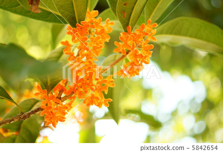 Kimono (Kinmokusei) Flower language: humble A Fragrant Olive 5842654