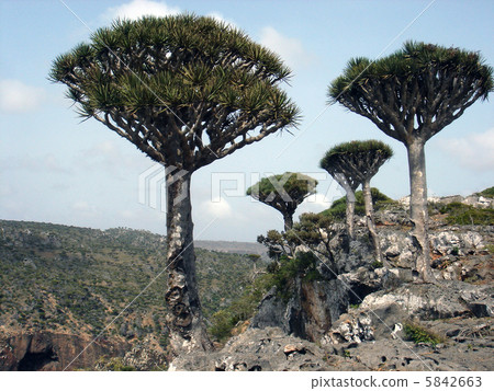 索科特拉島世界遺產龍血樹（第1側） 5842663