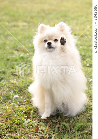 博美犬舉手 5842680