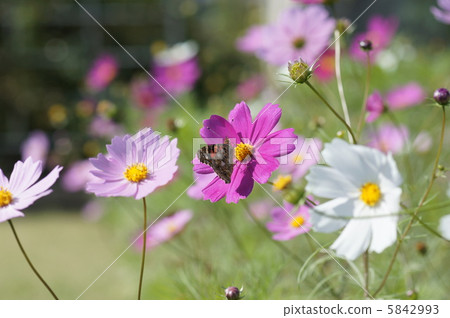 Cosmos and bearded butterfly Butterfly 5842993