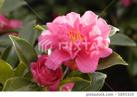 Sasanqua Sasanqua 5843320