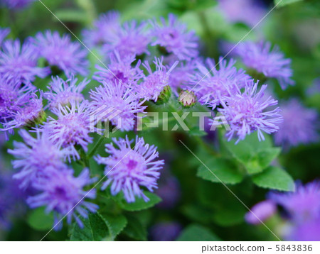 Agelatum花語：信任Flossflowers 5843836