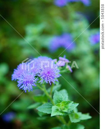 Agelatum花語：信任Flossflowers 5843838