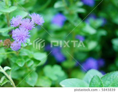 Agelatum flower language: trust The Flossflowers Agelatum flower language: trust The Flossflowers 5843839