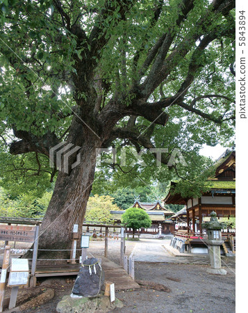Kyoto · Hirano Shrine 5843894