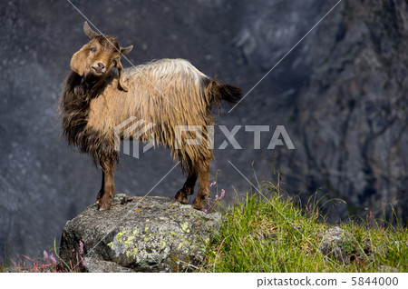 Karakorum's goat 5844000