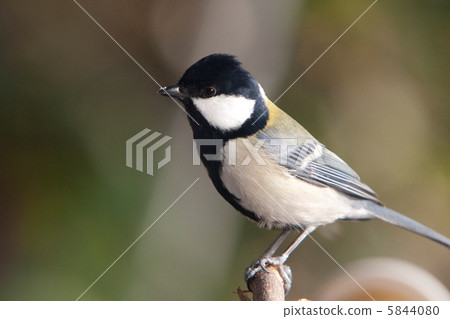 Great tit Great tit 5844080