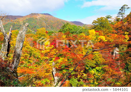 Autumn leaves Autumn leaves 5844101