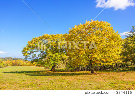 Broadleaf tree of the highland of Shinshu 5844116