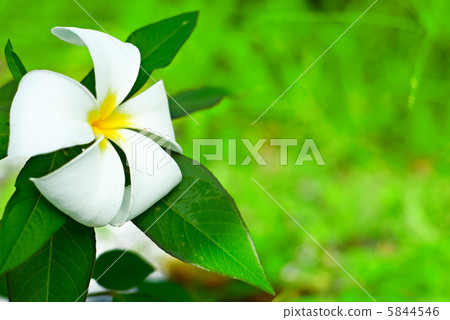 frangipani frangipani 5844546