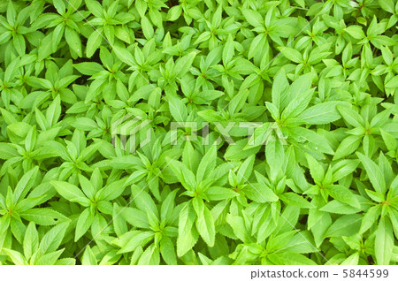 foliage 5844599