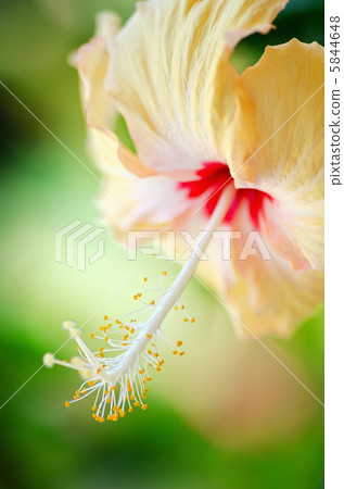 Hibiscus Hibiscus 5844648