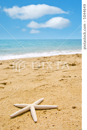 Starfish Starfish 5844649