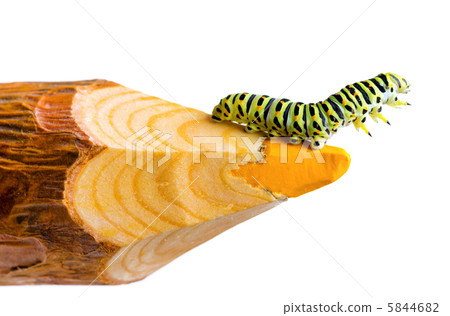 caterpillar caterpillar 5844682