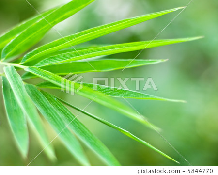 bamboo leaf bamboo leaf 5844770