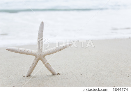 starfish starfish 5844774