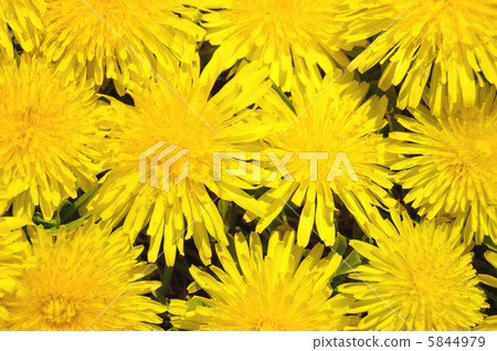 dandelion background dandelion background 5844979