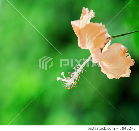 Hibiscus Hibiscus 5845275