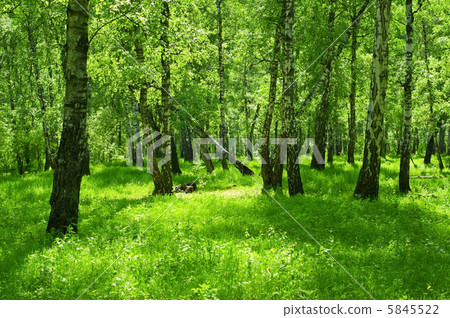 green forest 5845522