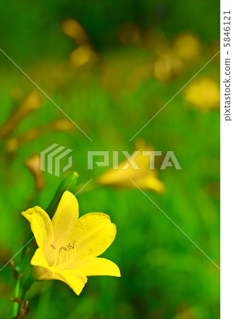 Yellow lily 5846121