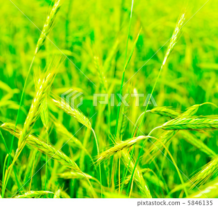 Autumn Autumn 5846135