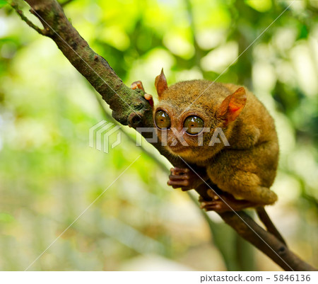 Tarsier 5846136
