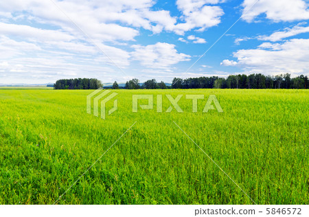 Summer landscape 5846572