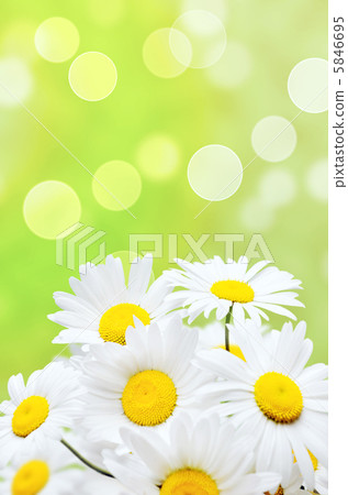 Daisy flowers 5846695