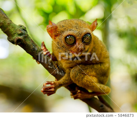 Tarsier 5846873